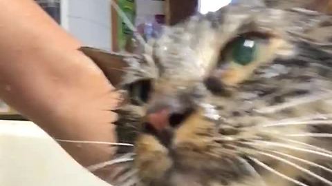 Who says cats don't like baths