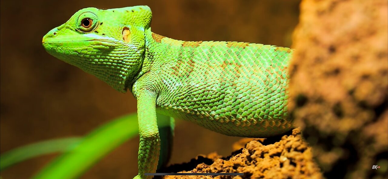 Best video of 2023 animals and places #places #animals