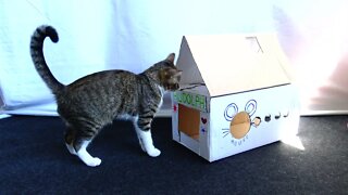 Kitten Rudolph Hides in His House