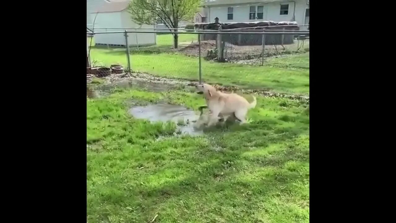Blind dog finds a puddle