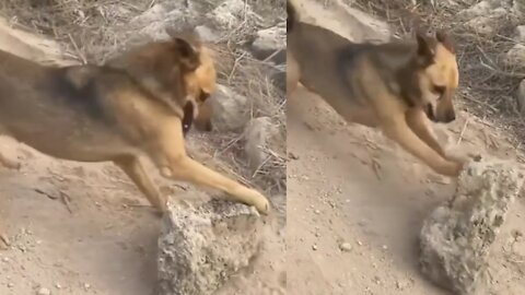 Why is this dog hitting this stone?
