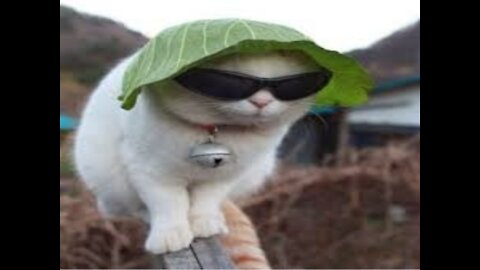 Cute Pets And Funny Animals Compilation 69funnyvideo
