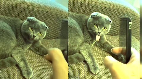 Cute Pets and Funny Animals Compilation 1 #2021