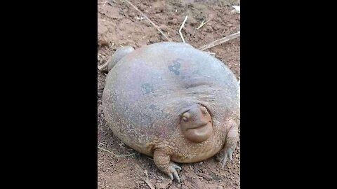 Funny cute creatures