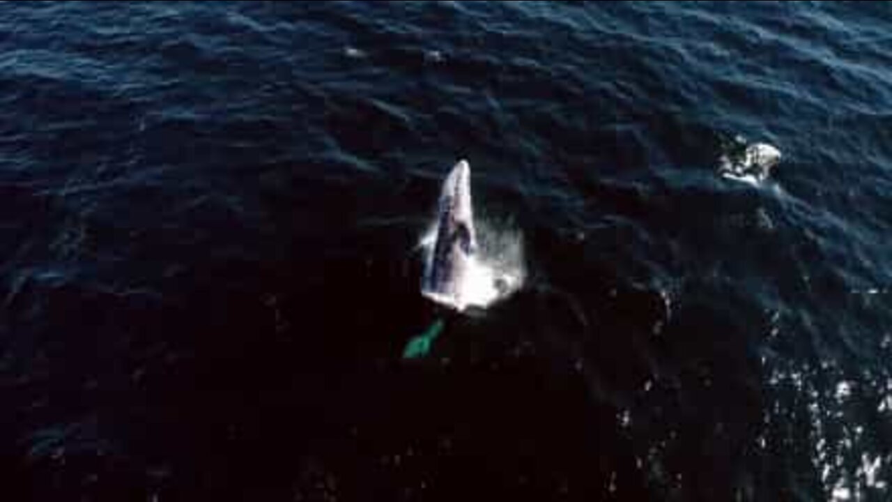 Fantastic drone footage of gray whales in California