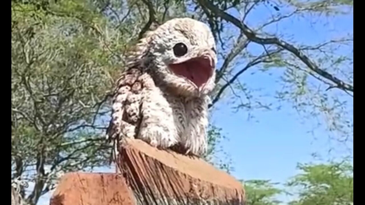 The Mysterious (and weird) Potoo Bird: "Nature's Master of Disguise"