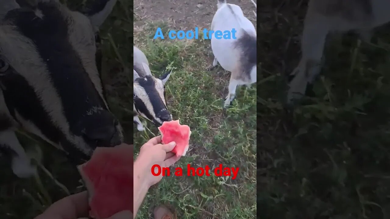 spoiling the goats #pets #animals #goats #shortsfeed #shortvideo #fun #watermelon