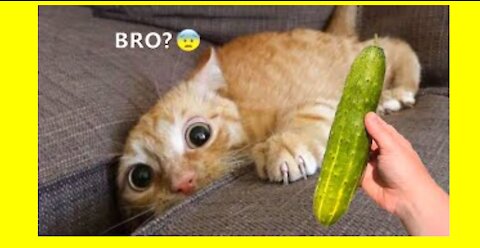 Mai babies tha best funny video and dog animal and cat