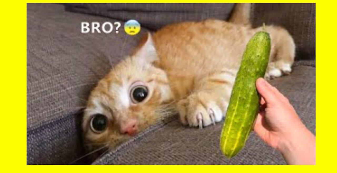 Mai babies tha best funny video and dog animal and cat