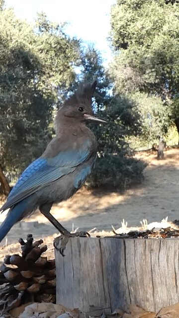 Steller's Jay 🐦Morning Peanut Raid