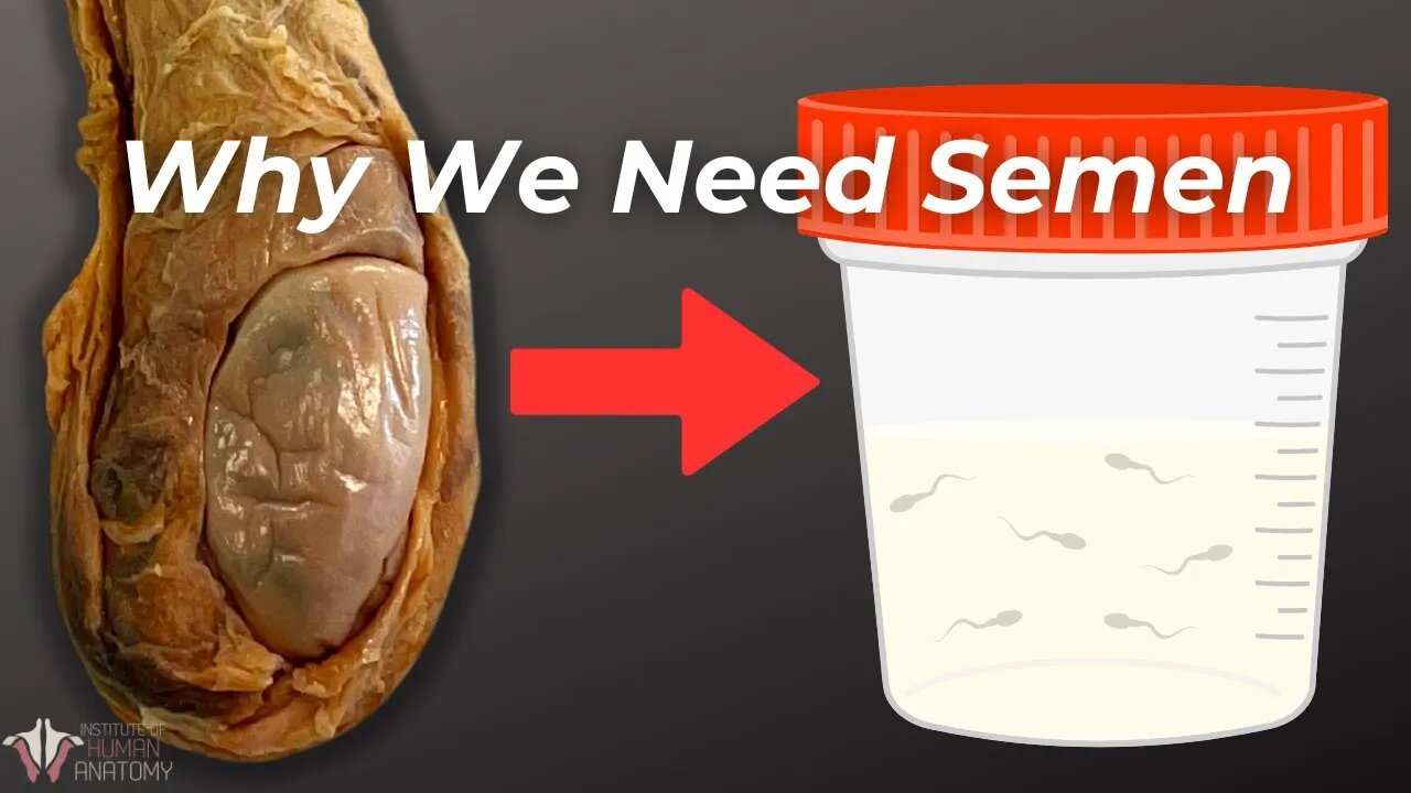 The Essential Ingredients of Semen