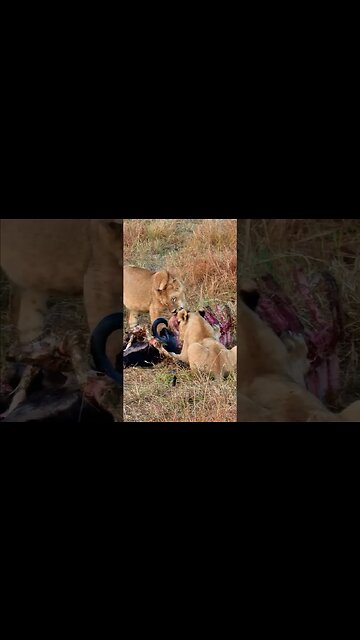 Lions Have Breakfast! #shorts | #ShortsAfrica