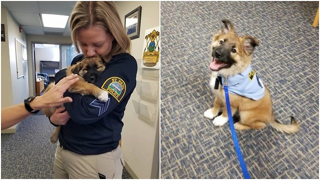 Puppy looks like a fluffy bear was hired in the police department as a cuddle officer