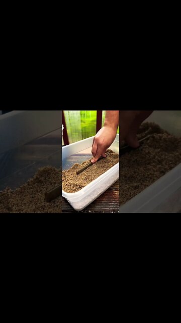 17 Seconds to Propagate! Instant Green Thumb Hack! #shorts