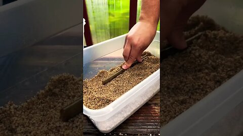 17 Seconds to Propagate! Instant Green Thumb Hack! #shorts