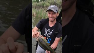 nothing but HUGE Colorado largemouth bass!