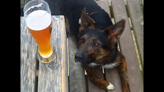 watch How Dogs Drink when it A thirst. #1