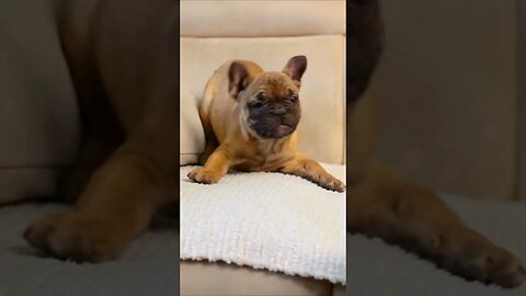 French Bulldog Puppies Playing #shorts #short