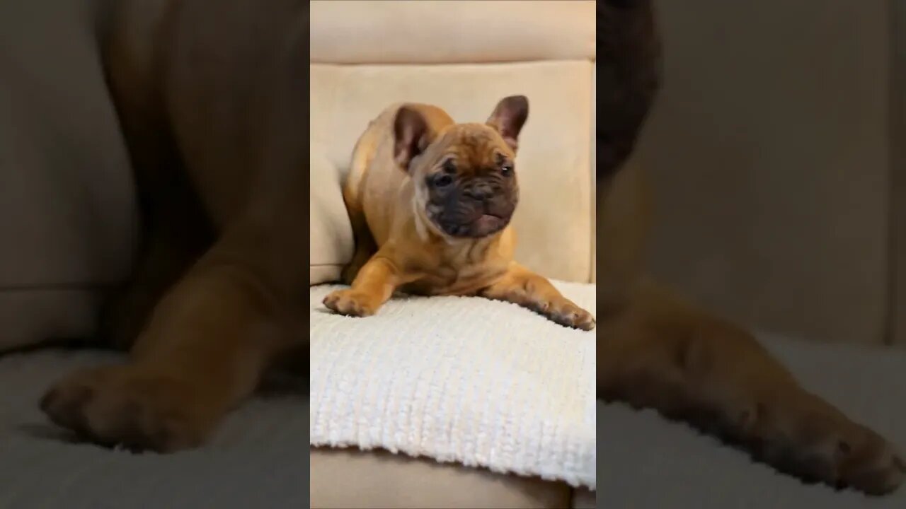 French Bulldog Puppies Playing #shorts #short
