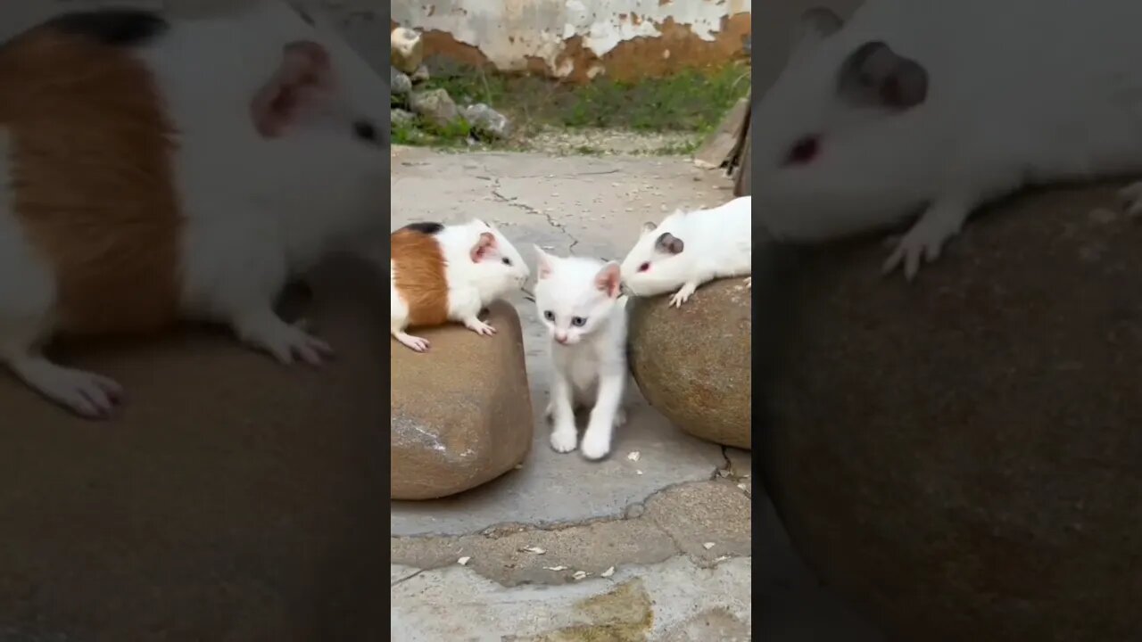 #memes #viral #imrankhan #cricket #love #pakistan #babarazam #shortvideo #youtubeshorts #shorts #cat