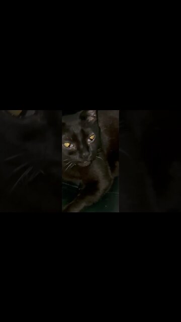 Chill Life Of The Kitty Life of Road Trips #cats