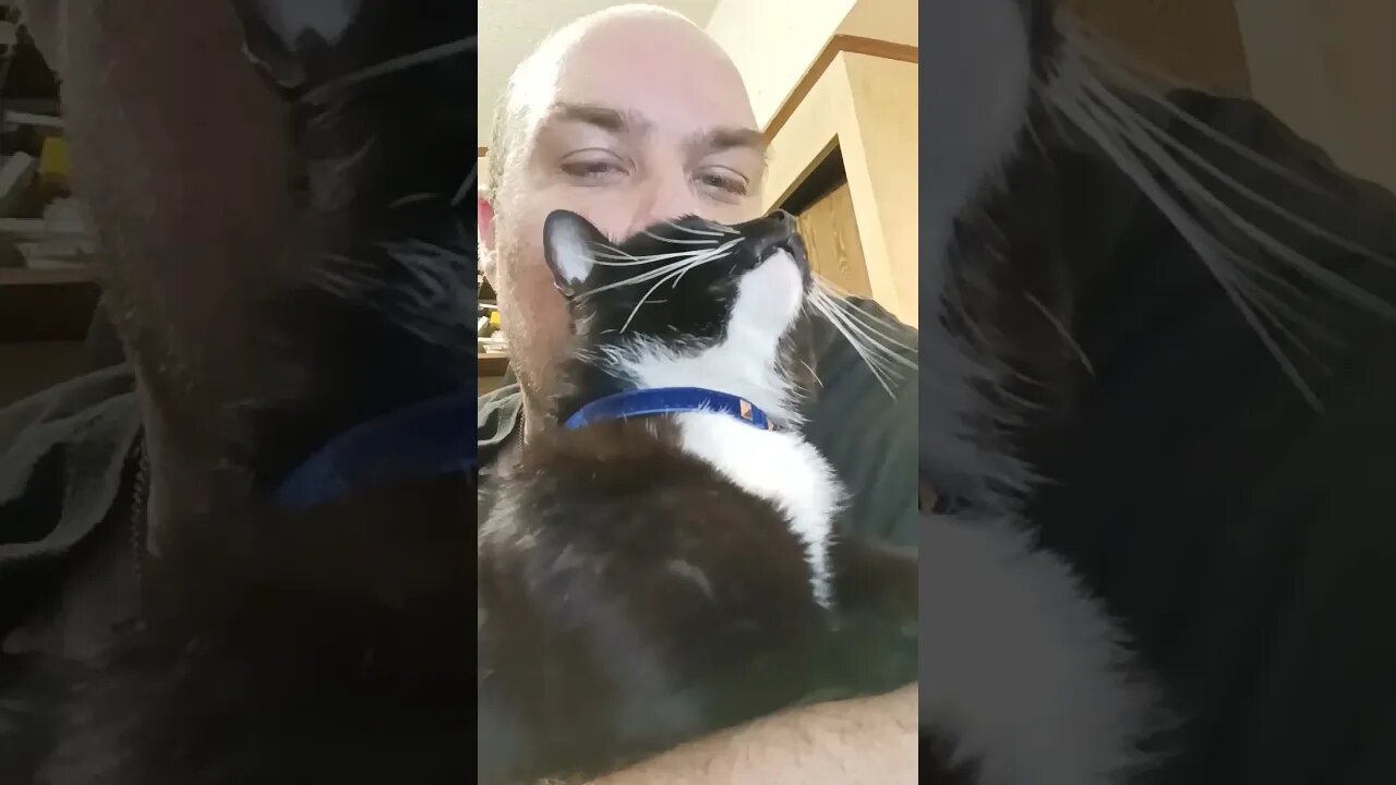 Kitty is broken #shortsfeed #kittycat #shortsvideo #kitty #youtubeshorts #cutekitty #catshorts