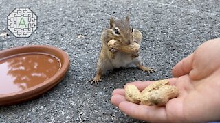 A wonderful time in my life: She eats out of my hand!