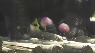 Gorilla skillfully carries turnips with both hands and feet