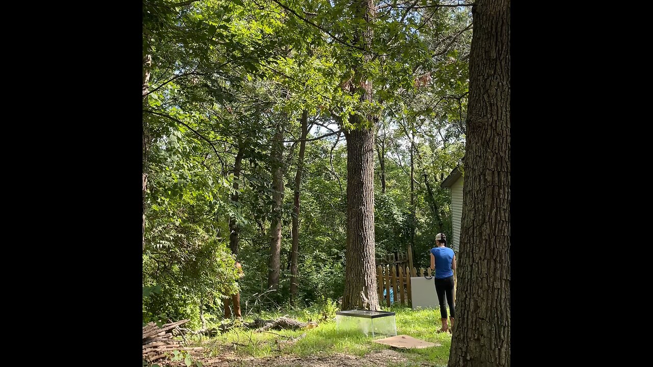 Tree work Part 1 - Prep