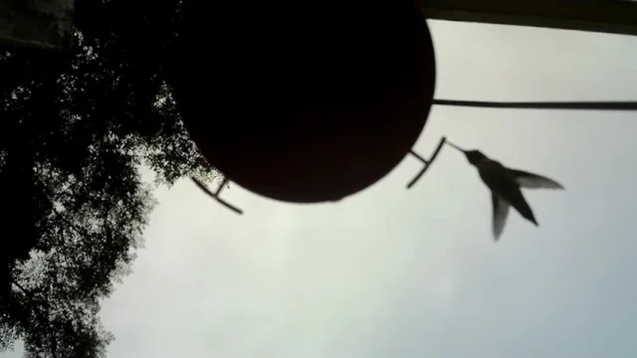 Hummingbird & Bee wait to be fed