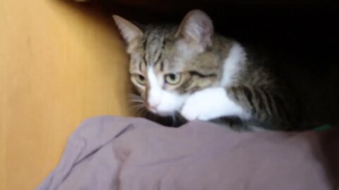 Cat Hid in the Wardrobe
