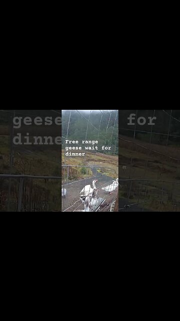 Farm surveillance. Free range geese and guinea fowl