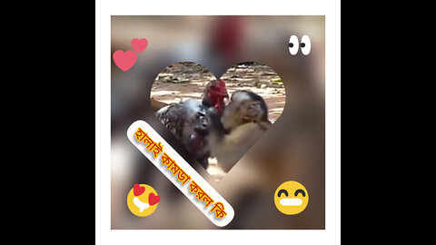 funny monkey and cat