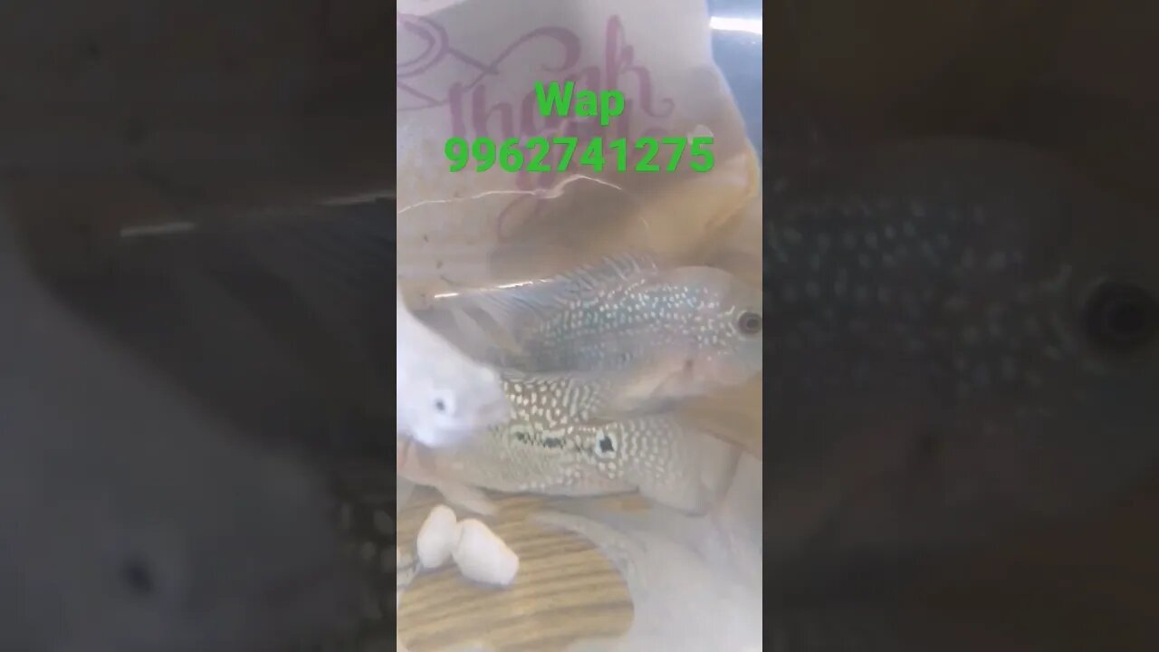 Flipper series kamfaf3 fish for sale#shorts#flowerhorn