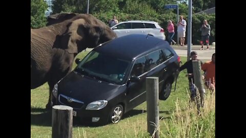 Funny Scary Animal Encounters
