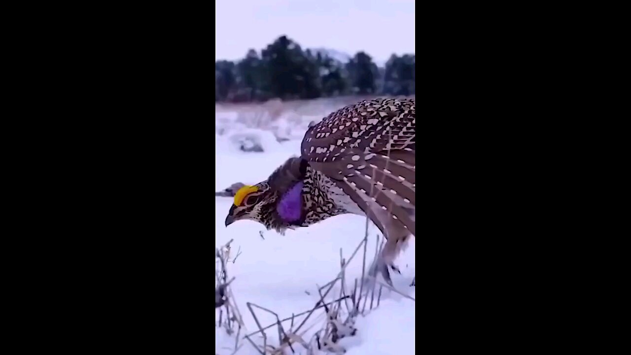 beautiful bird