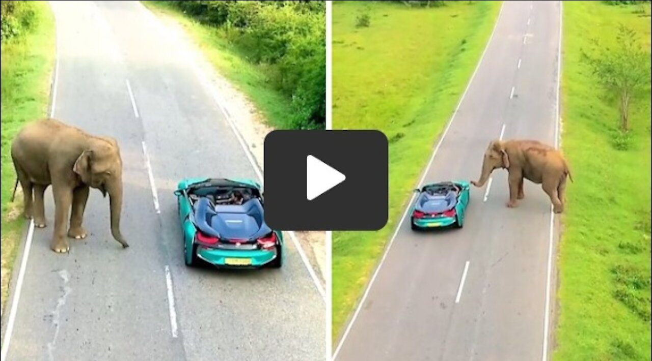 Wild elephant greets drivers on the road in Sri Lanka