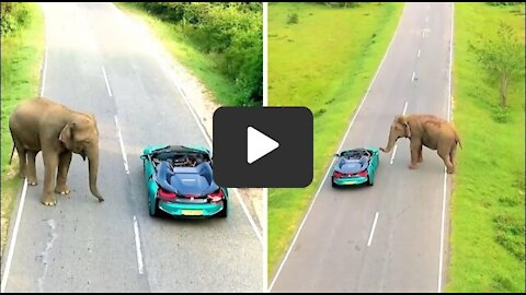 Wild elephant greets drivers on the road in Sri Lanka