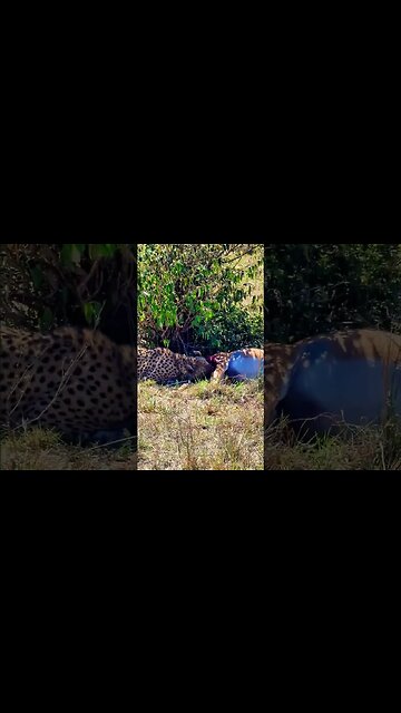 Cheetah Having Breakfast #shorts | #ShortsAfrica