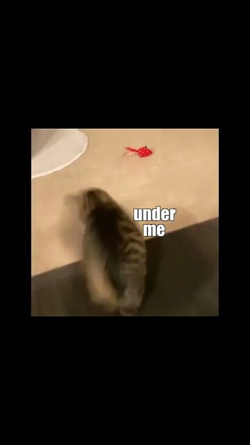 Funny Cats and Kittens Meowing Compilation&Baby Cats -Cute and Funny Cat Videos #shorts (3)