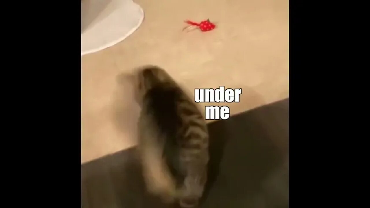 Funny Cats and Kittens Meowing Compilation&Baby Cats -Cute and Funny Cat Videos #shorts (3)