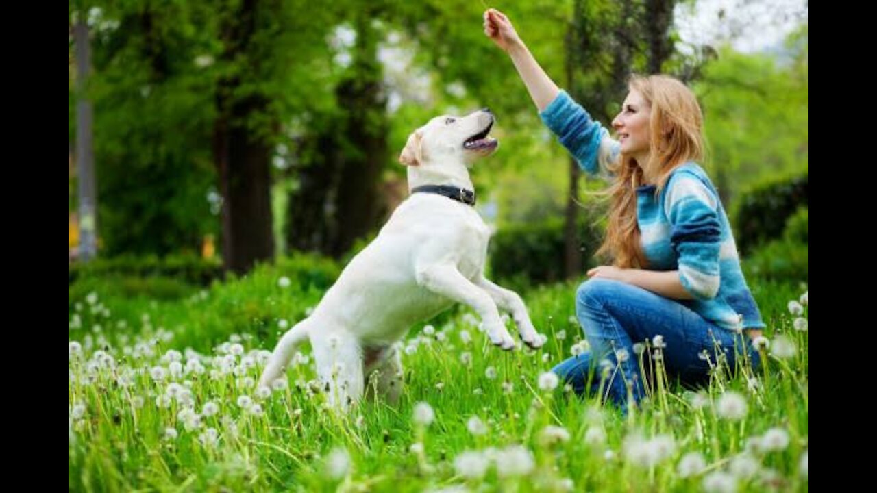 Basic dog training ( top 10 essential commands every dog should know.