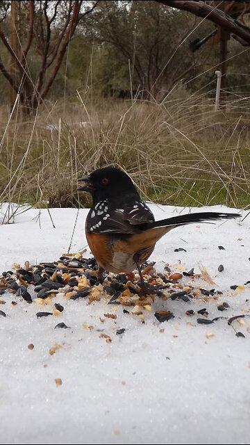 Spotted Towhee🐦Snow Feast