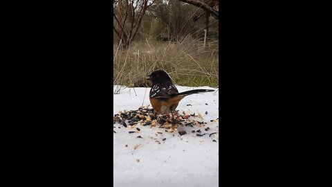 Spotted Towhee🐦Snow Feast