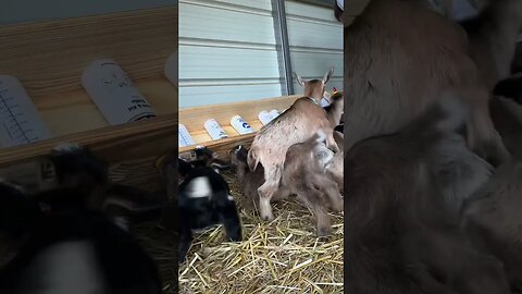 It’s pure chaos! #goats #babygoats #bottlebabygoats