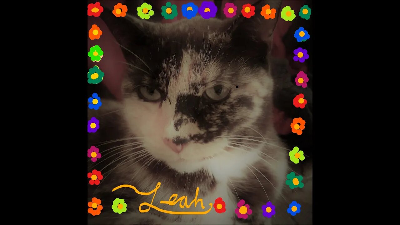 Leah, A Beautiful Cat with A Beautiful Life