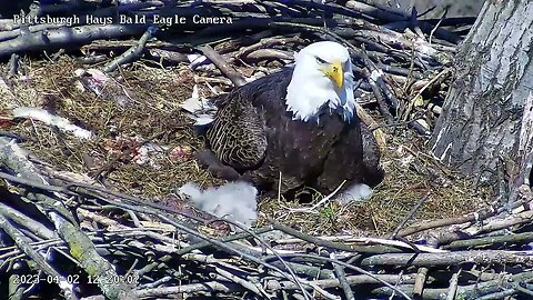 Hays Eagles H19 Makes A break for the Rails 4.2.23 12:18pm