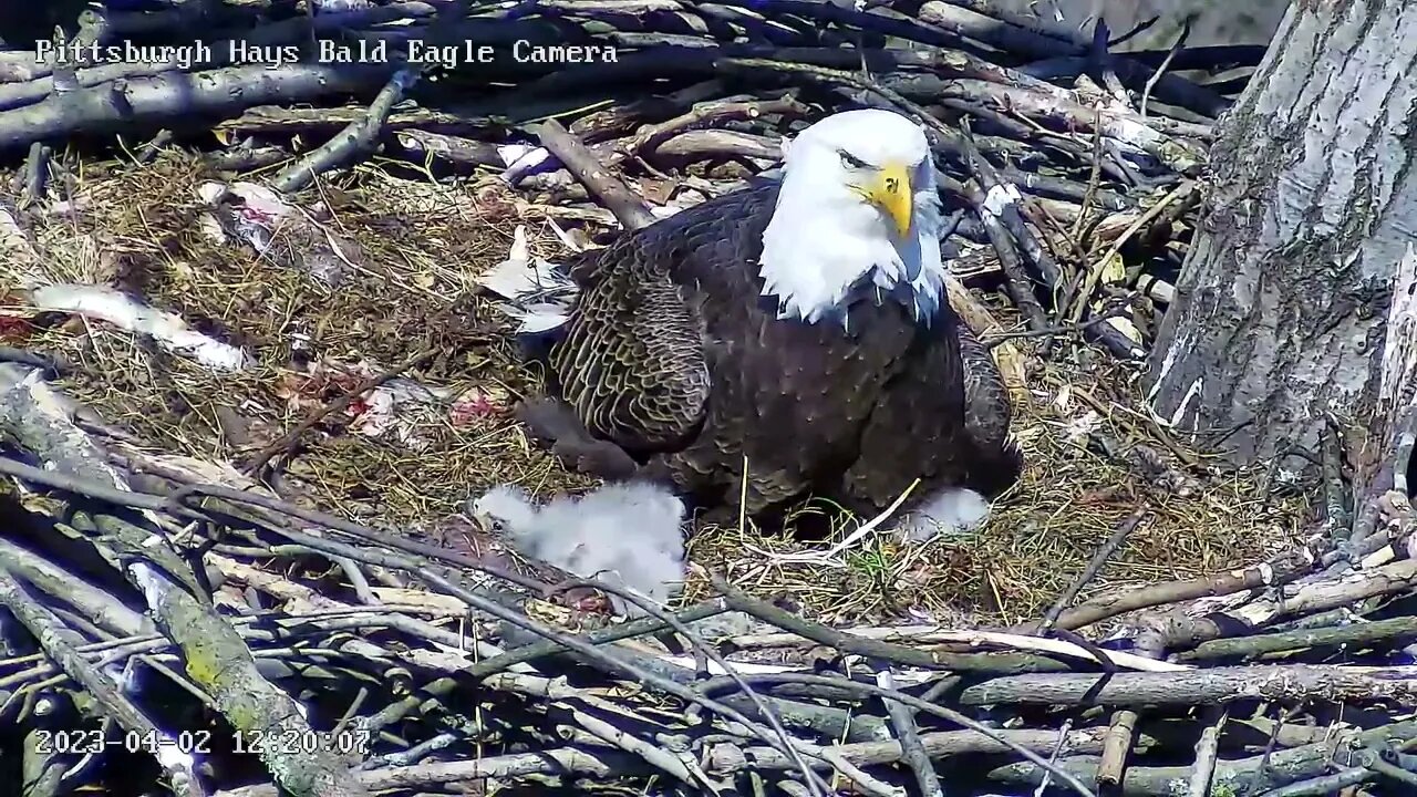 Hays Eagles H19 Makes A break for the Rails 4.2.23 12:18pm