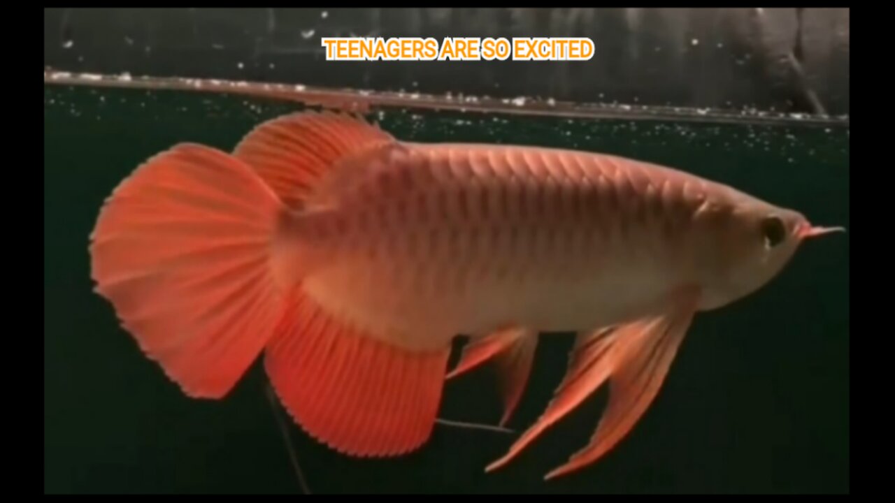 A TEENAGE SUPER RED AROWANA/DRAGON FISH THAT IS SO EXCITED