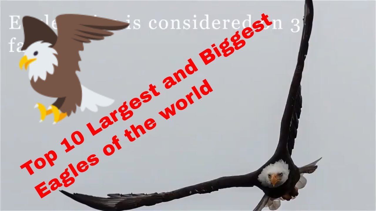 Top 10 Largest and Biggest Eagles of the world